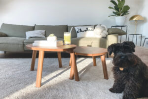 Black dog, poodle mix, sitting in front of couch and coffee table, white freshly cleaned carpet