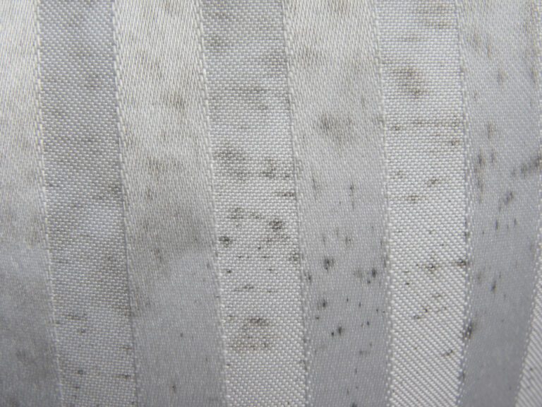 Mold growing between the fibers of a fabric weave