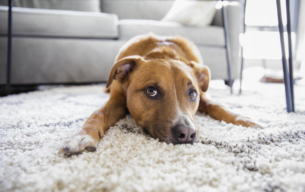 Shepard mix puppy laying on carpet